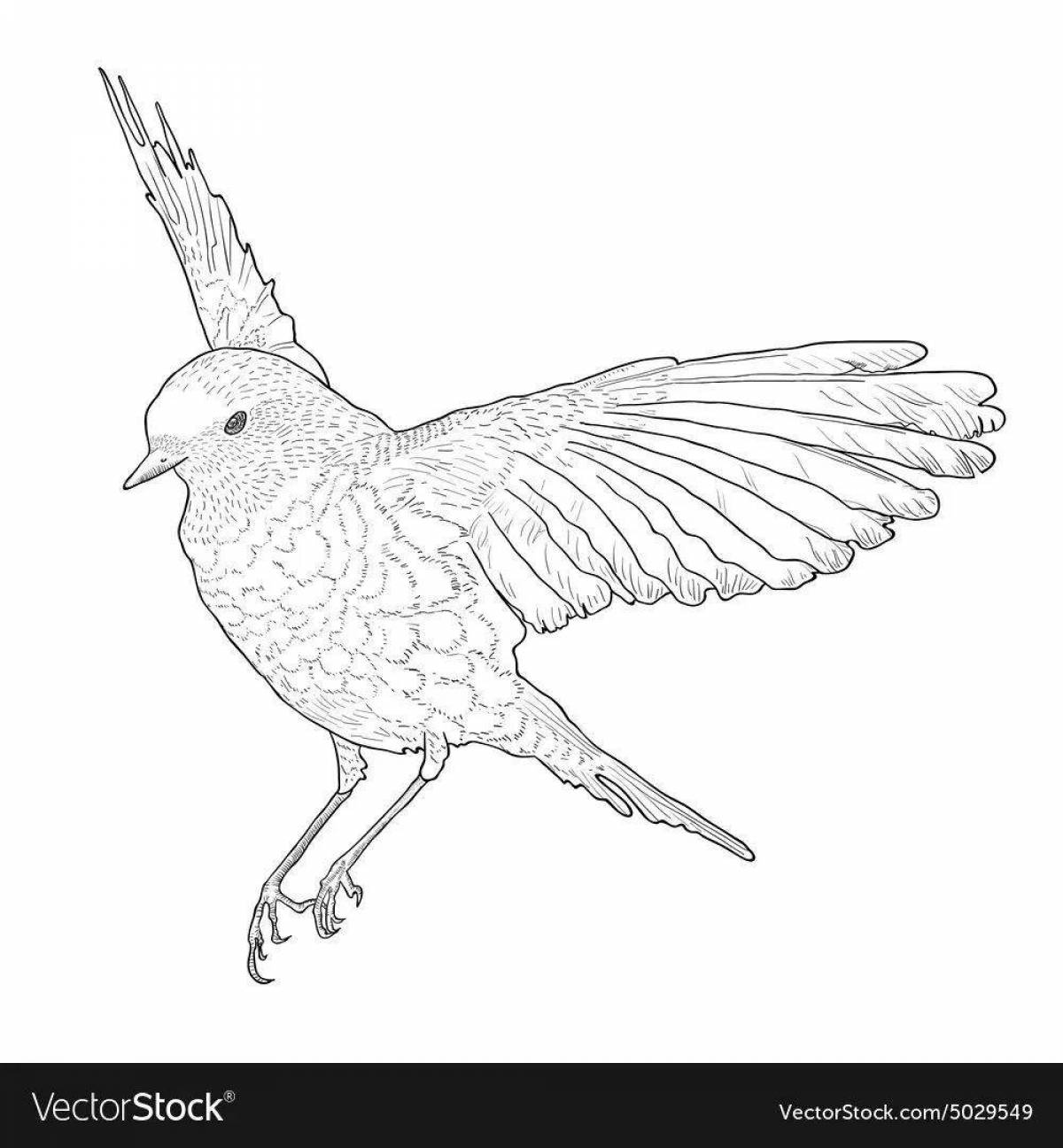 Adorable jackdaw coloring book for kids