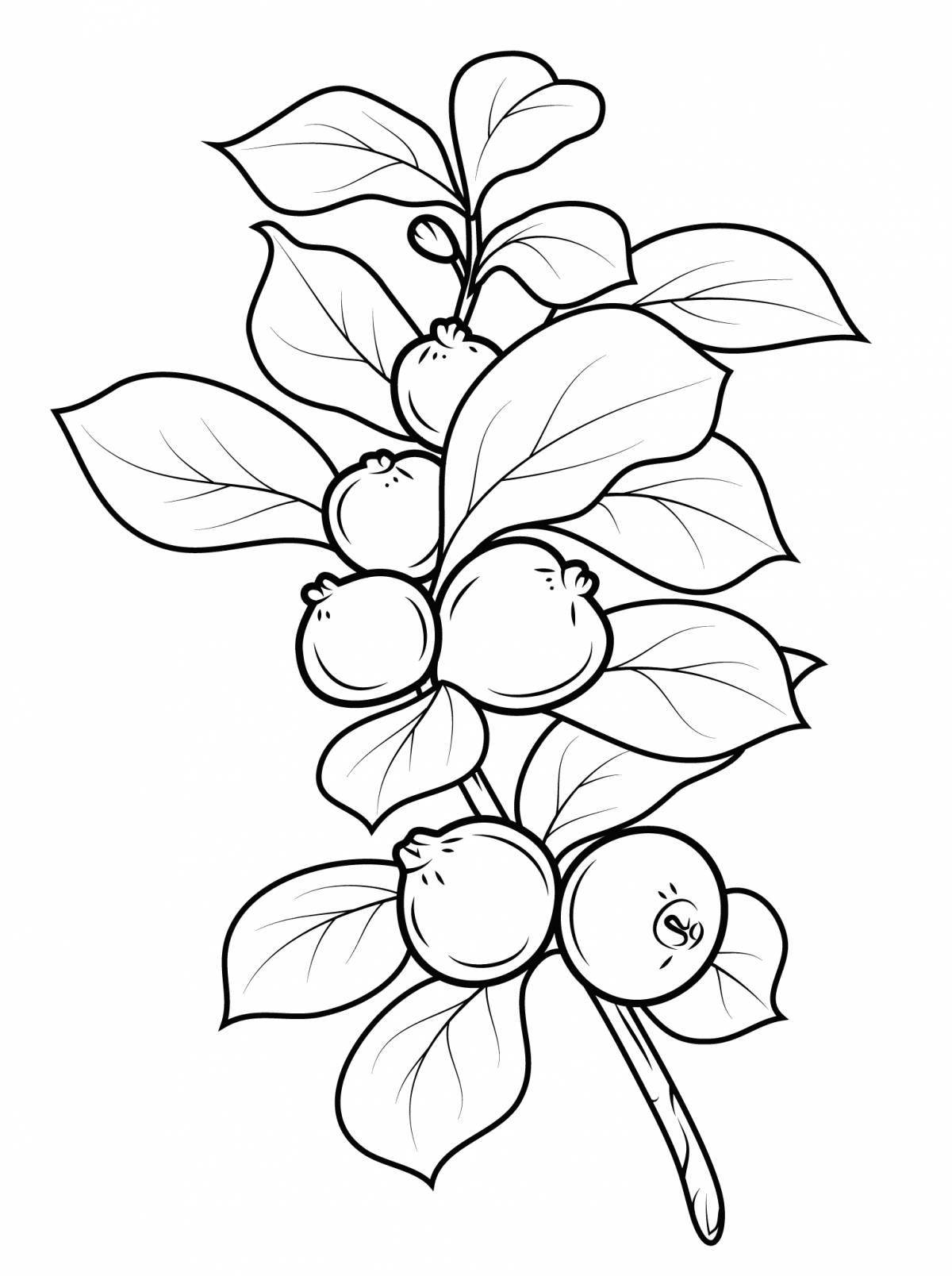 Colorful blueberry coloring pages for kids