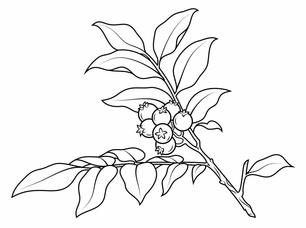 Photo Amazing blueberry coloring pages for kids