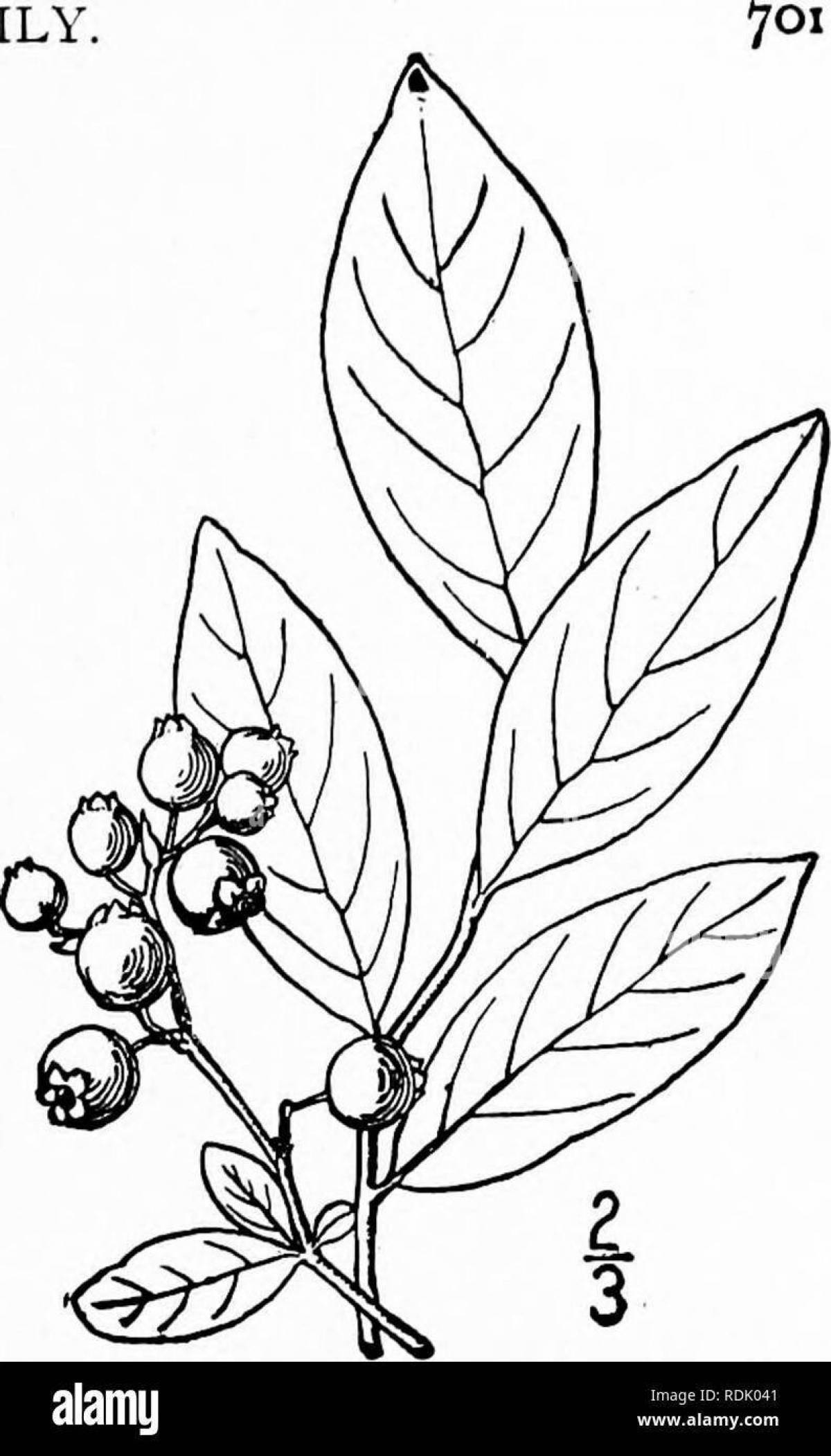Color-frenzy blueberries coloring page for kids