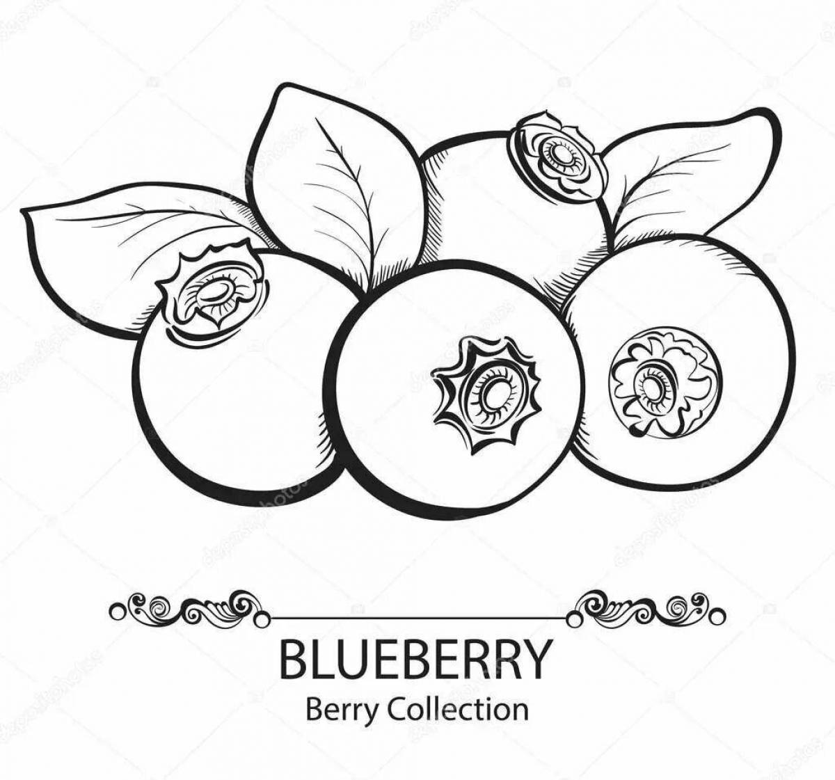 Colored blueberry coloring book for kids