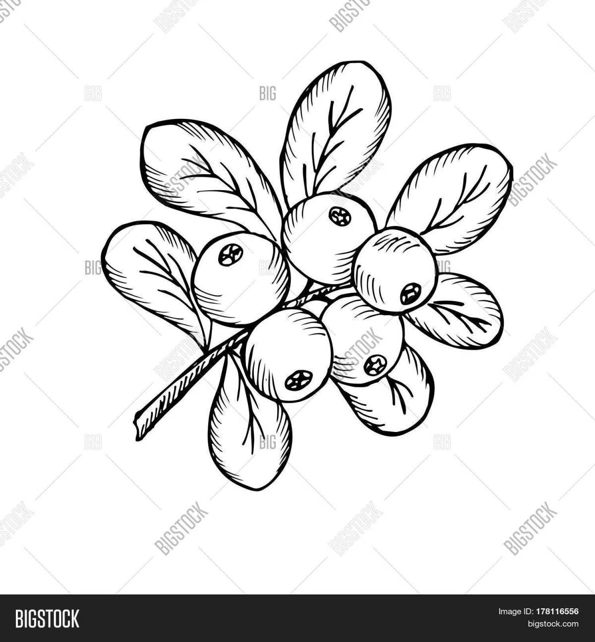 Bright cranberry coloring book for kids