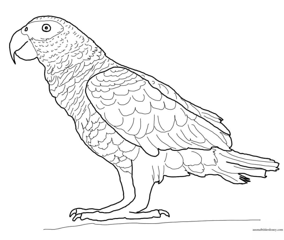 Colourful parrot coloring book for kids