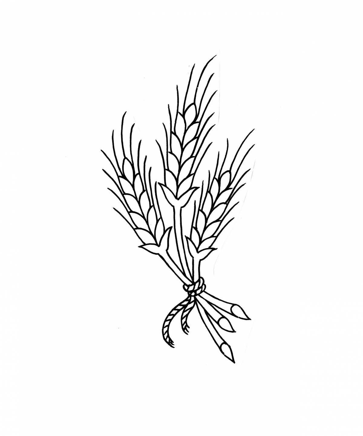 A playful coloring of a spikelet of wheat for children