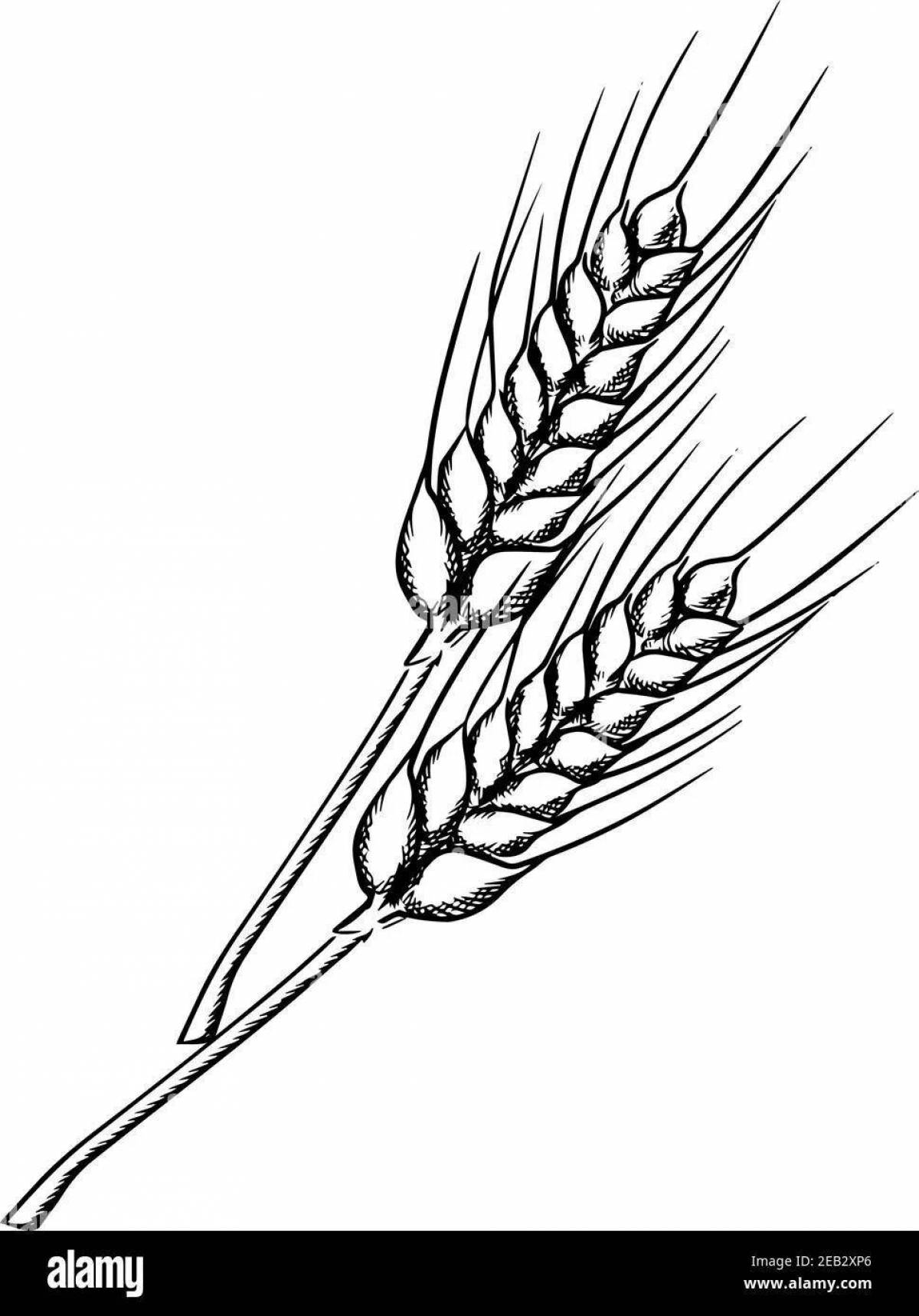 Delightful wheat ear coloring book for kids