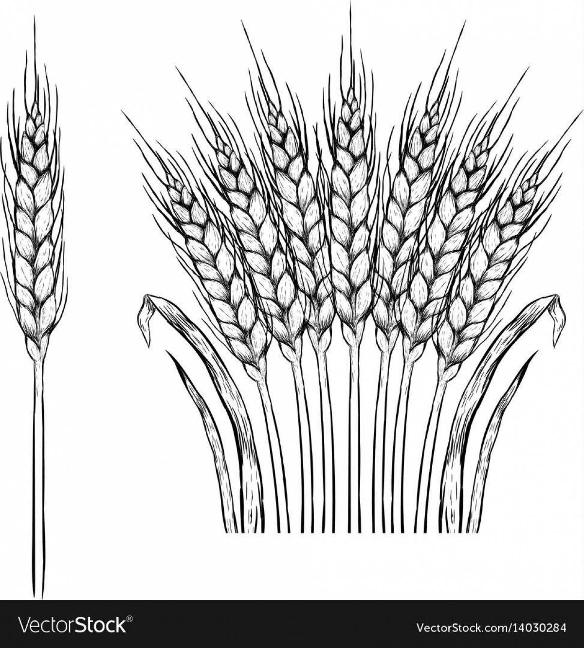 Cute wheat ear coloring for kids