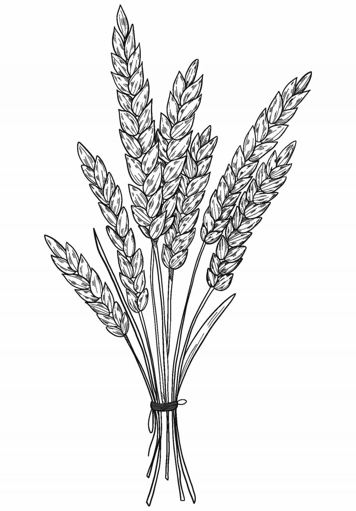 Shining spikelet of wheat coloring book for kids