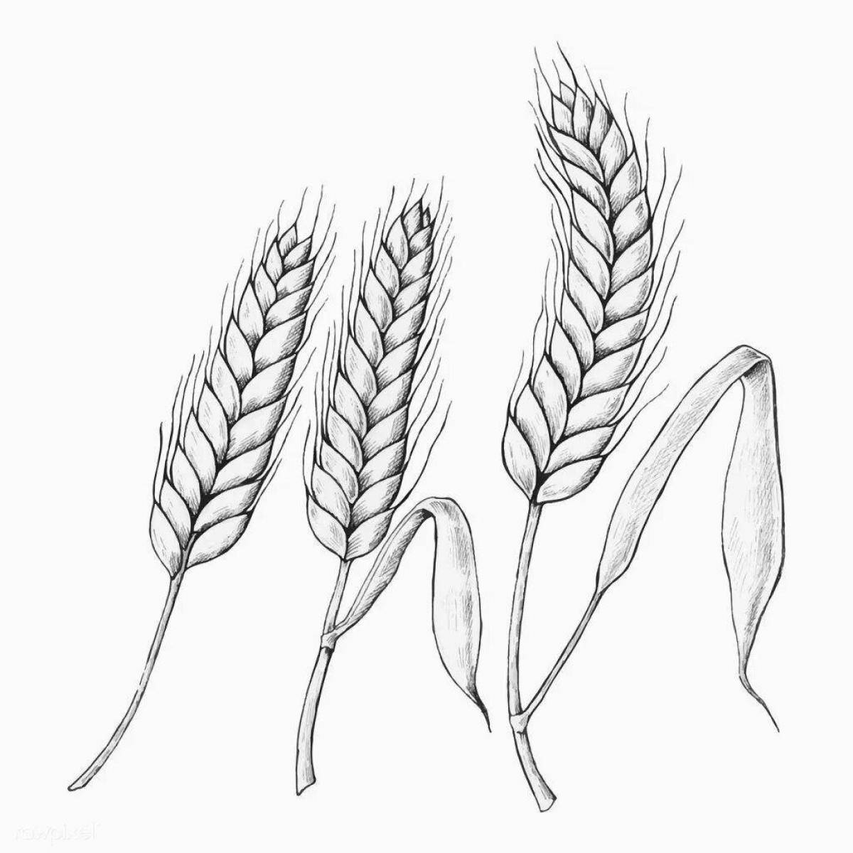 Elegant wheat ear coloring book for kids