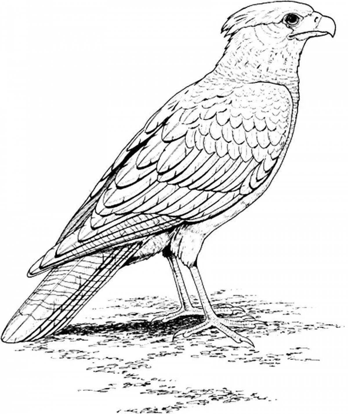 Coloring book magnificent peregrine falcon
