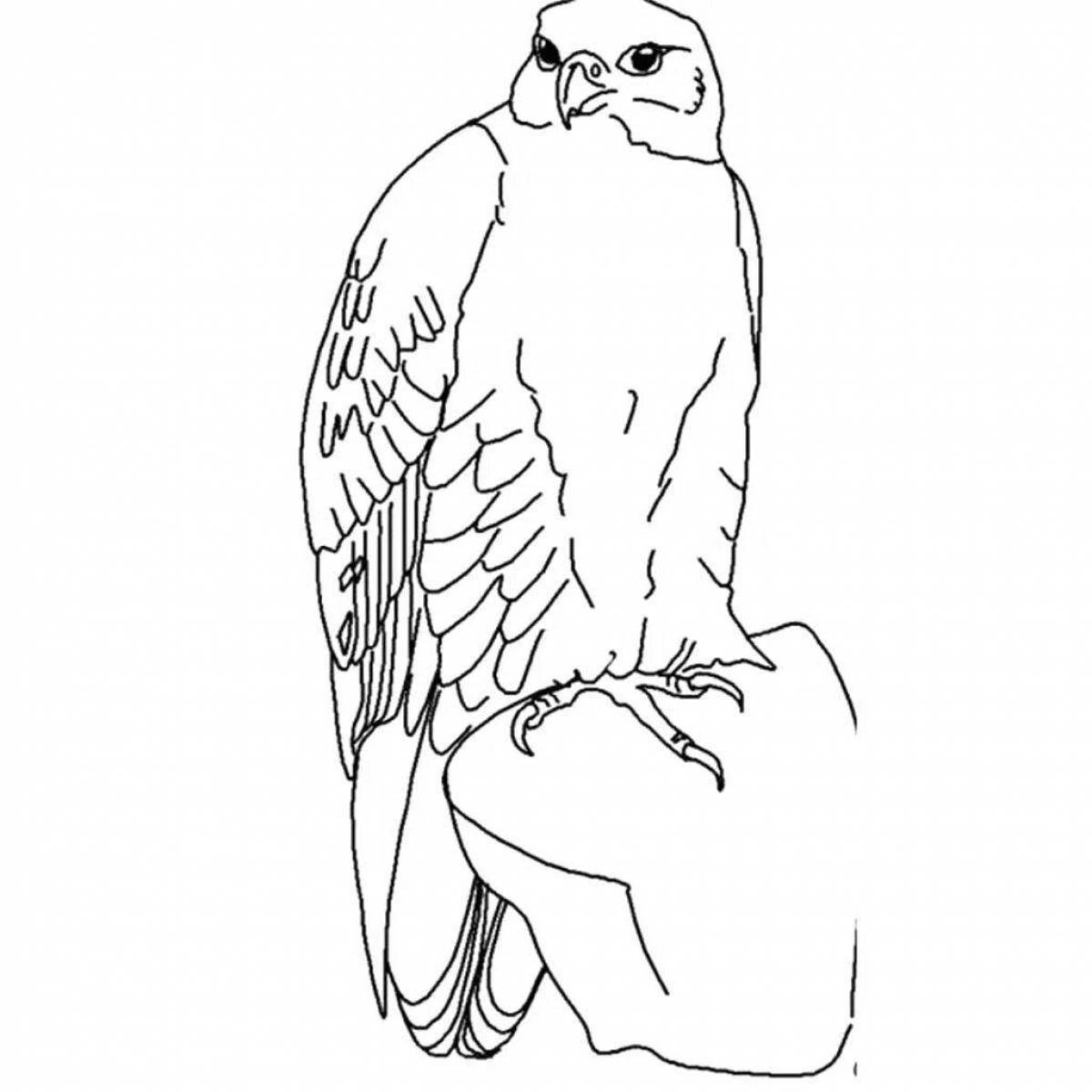 Coloring live peregrine falcon