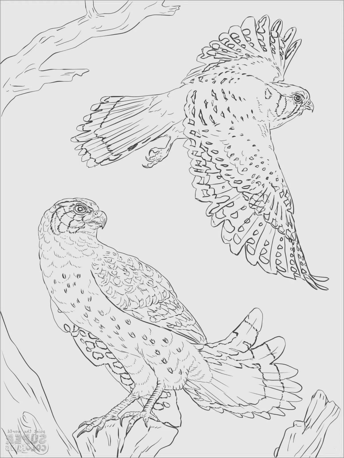 Animated peregrine falcon coloring book