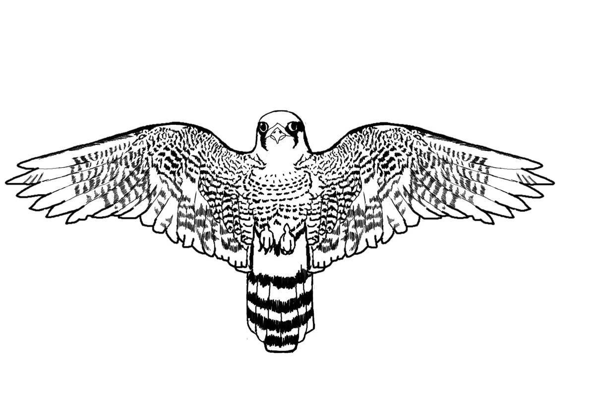 Coloring cute peregrine falcon