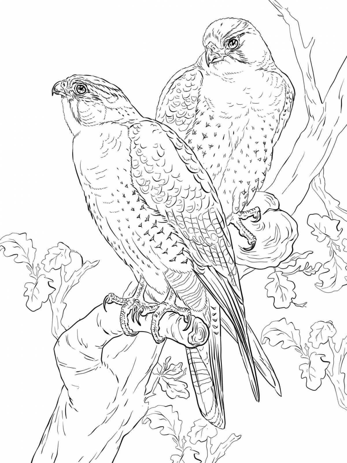 Coloring peregrine falcon