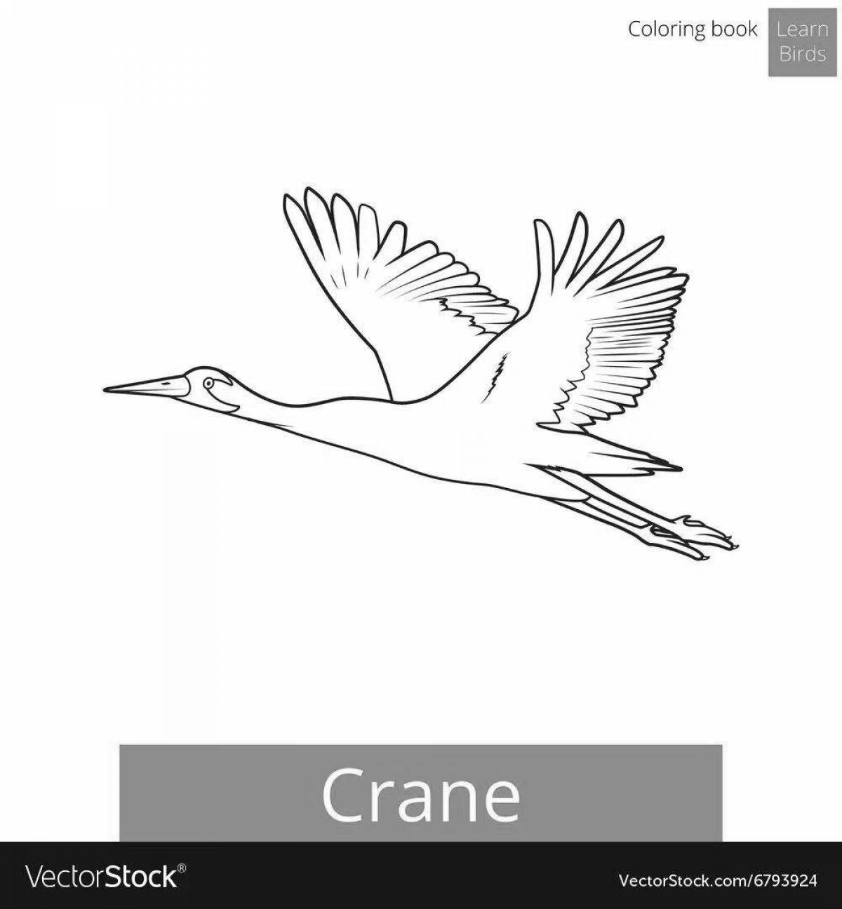 Magnificent cranes fly for children