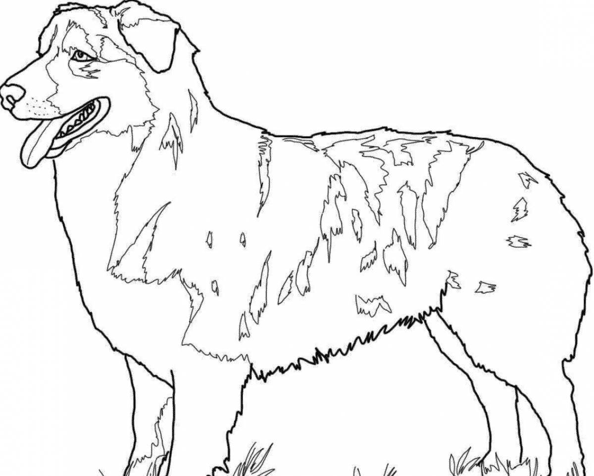 Photo Playful working dog coloring page for kids