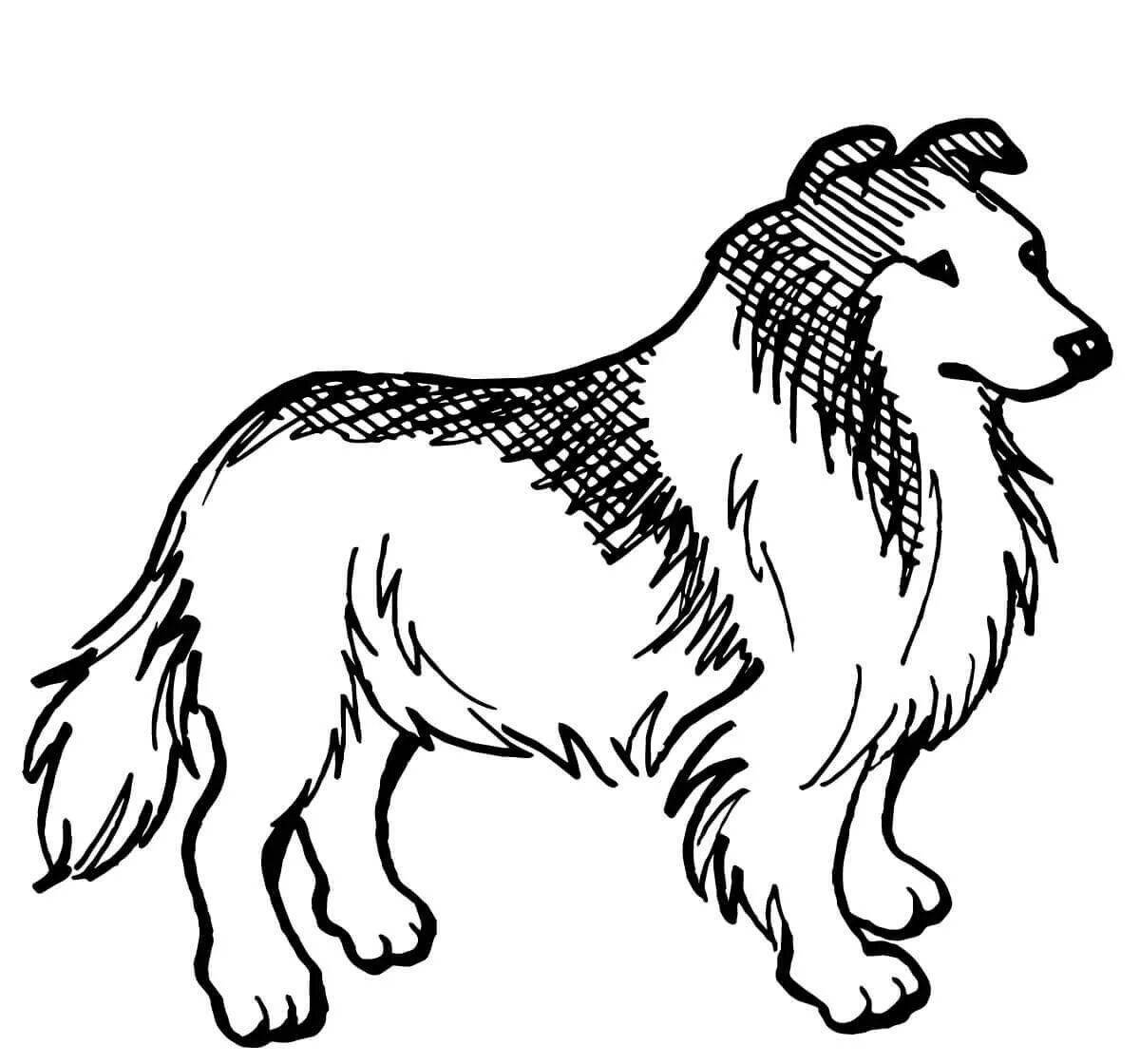 Photo Cute service dogs coloring pages for kids