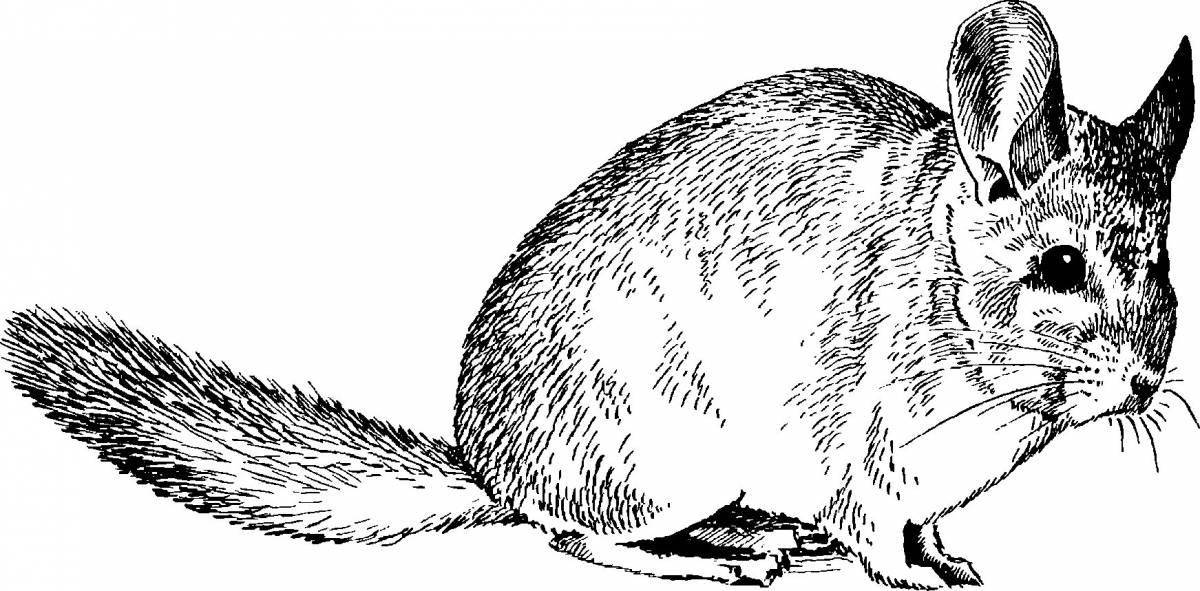 Photo Chinchilla coloring book for kids
