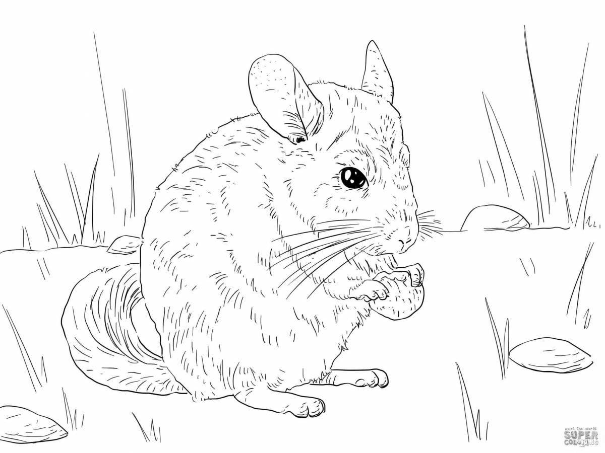 Playful chinchilla coloring page for kids