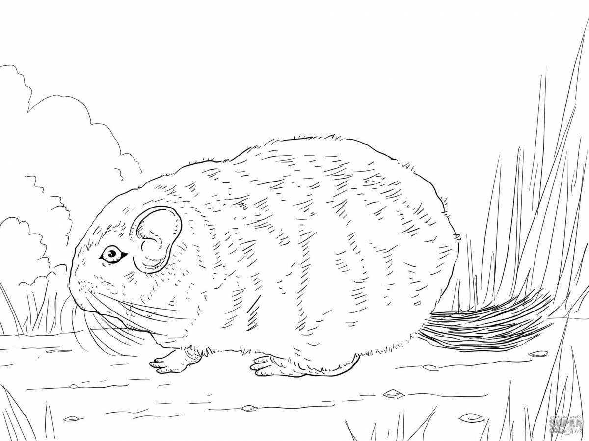 Adorable Baby Chinchilla Coloring Page