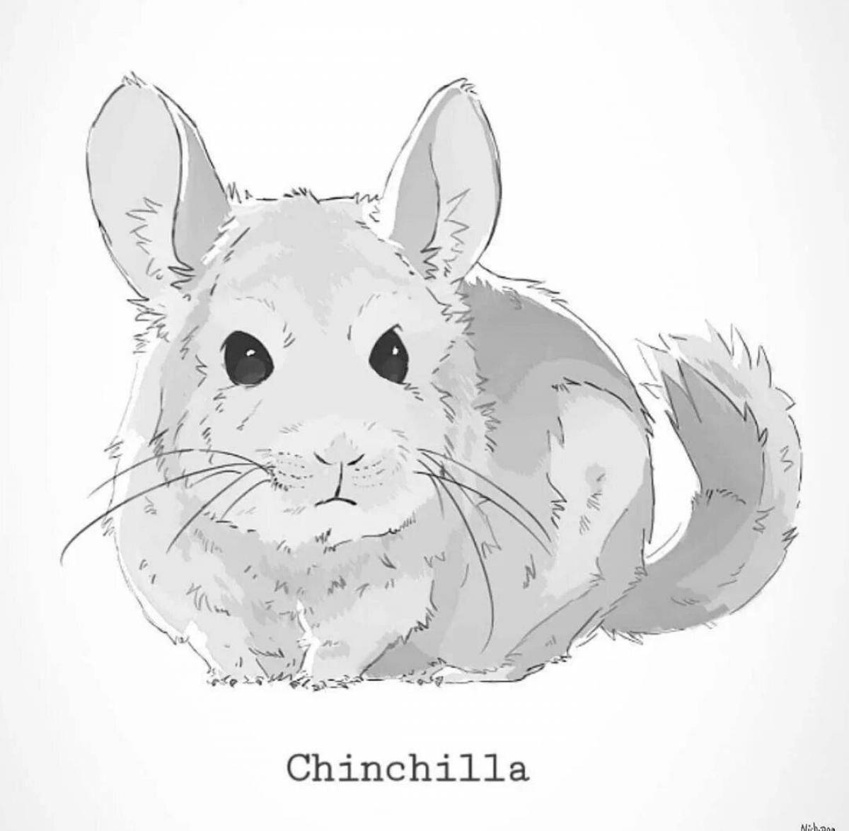 Outstanding chinchilla coloring page for kids