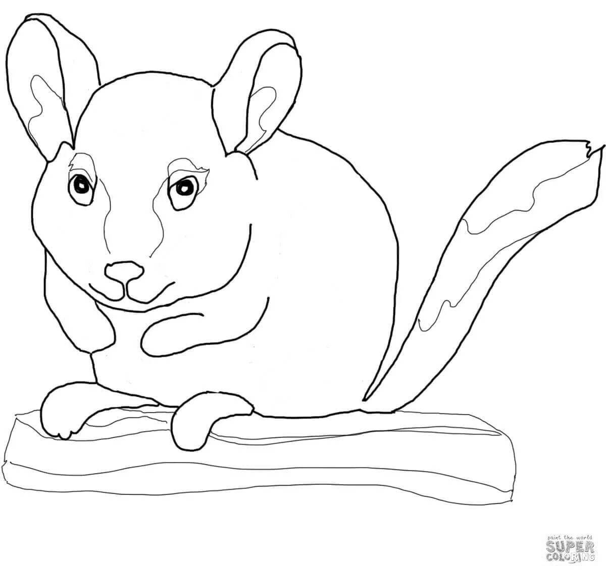 Great chinchilla coloring book for kids