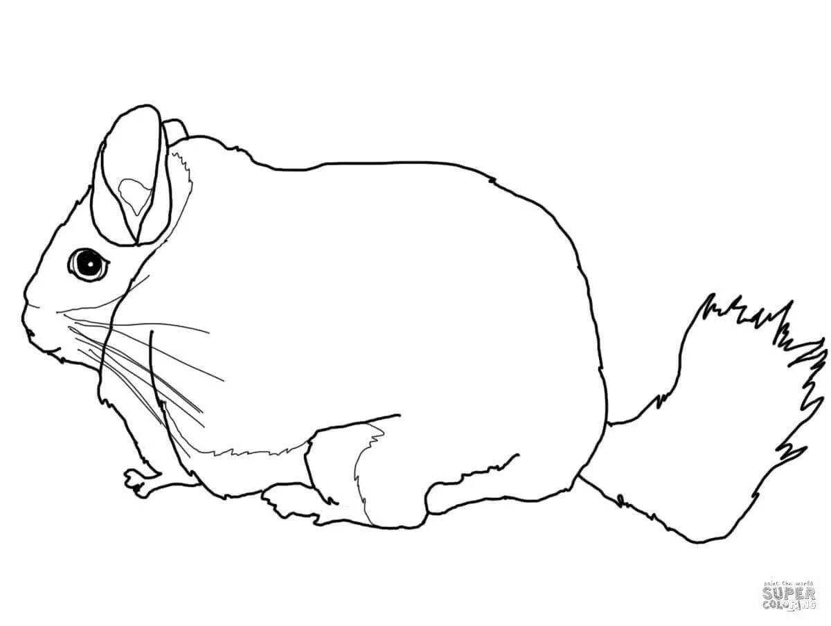 Amazing chinchilla coloring page for preschoolers
