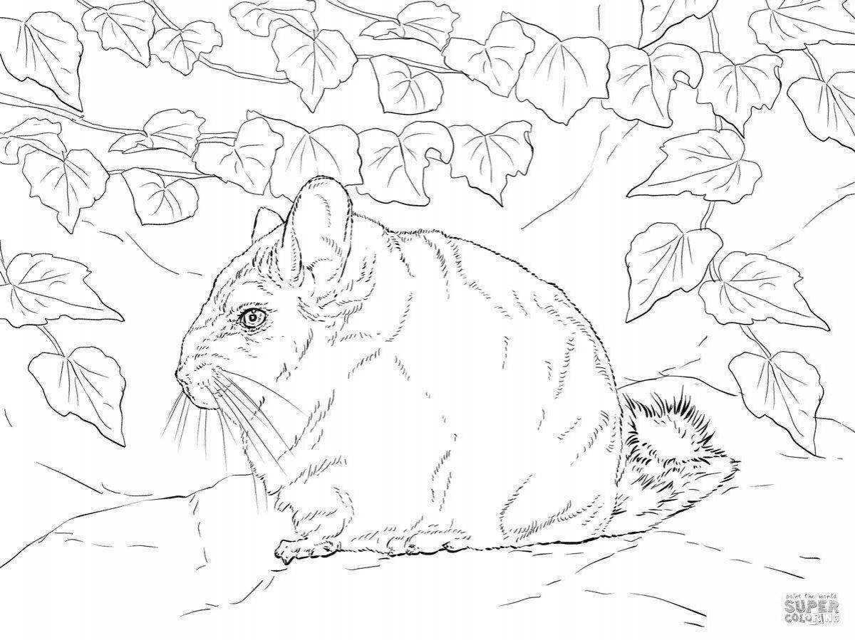 Awesome chinchilla coloring pages for kids