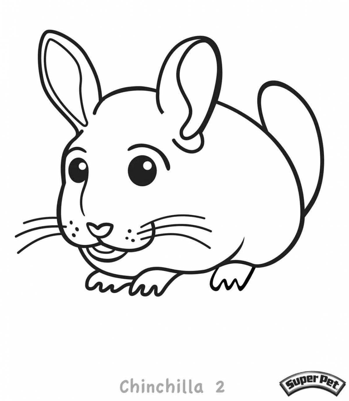 Exciting coloring of chinchillas for juniors