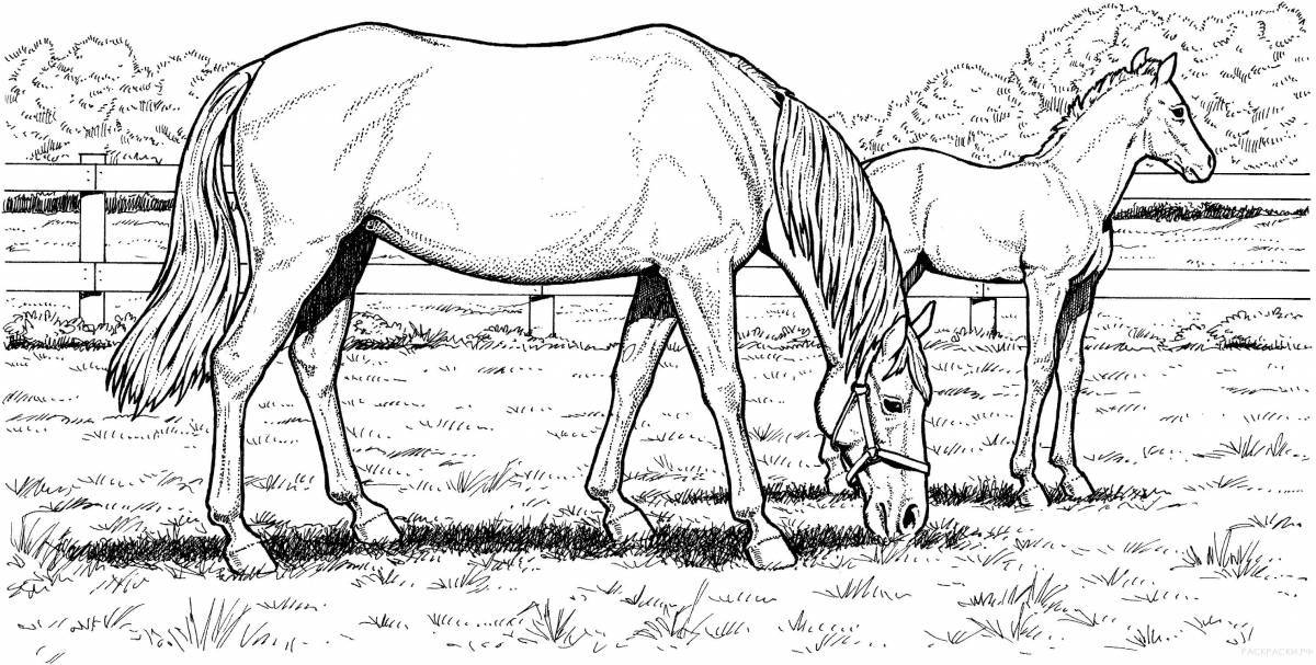 Noble white horse coloring book