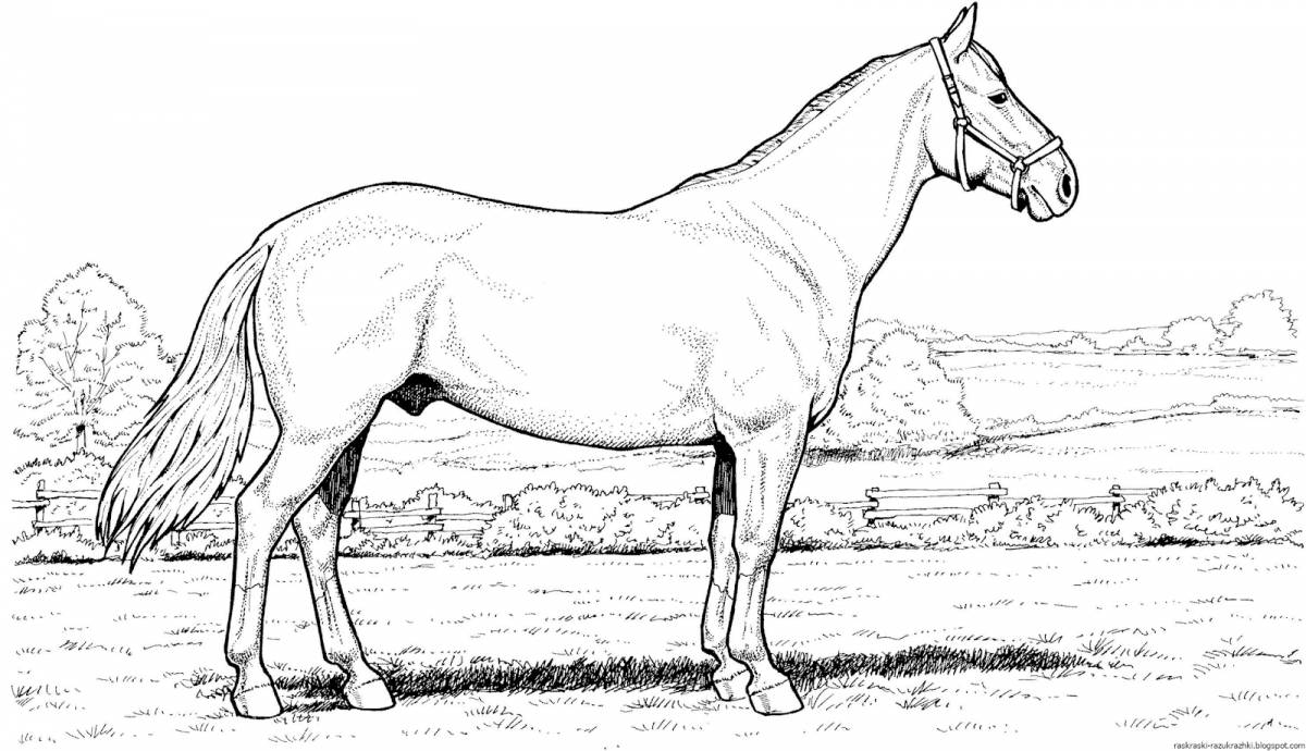 Powerful black horse coloring book