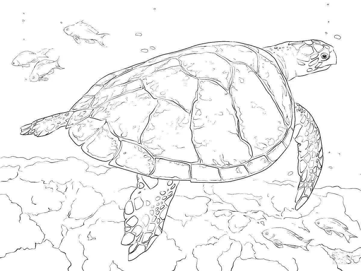 Colorful sea turtle coloring book for kids