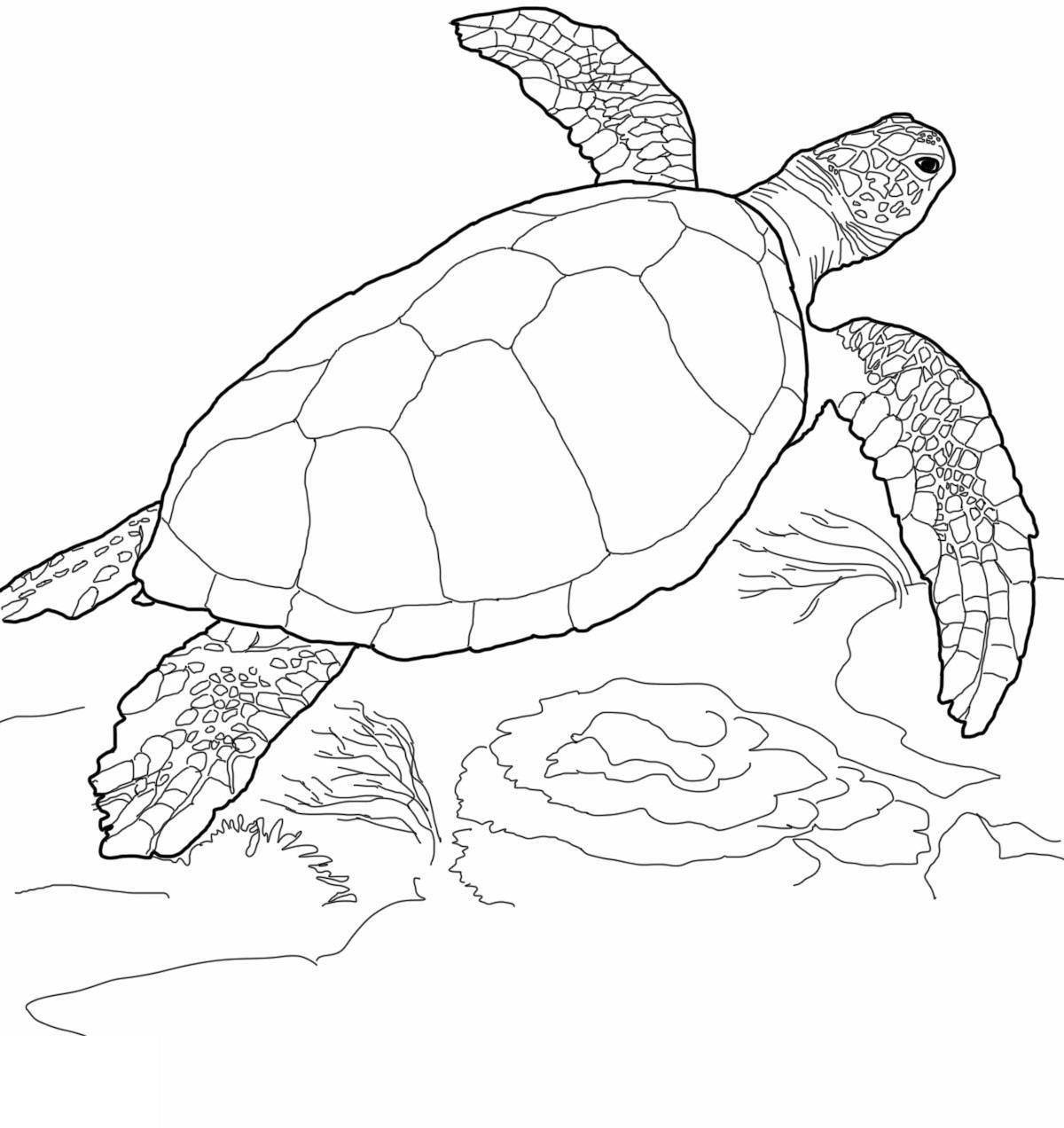 Симпатичная морская черепаха раскраска для детей