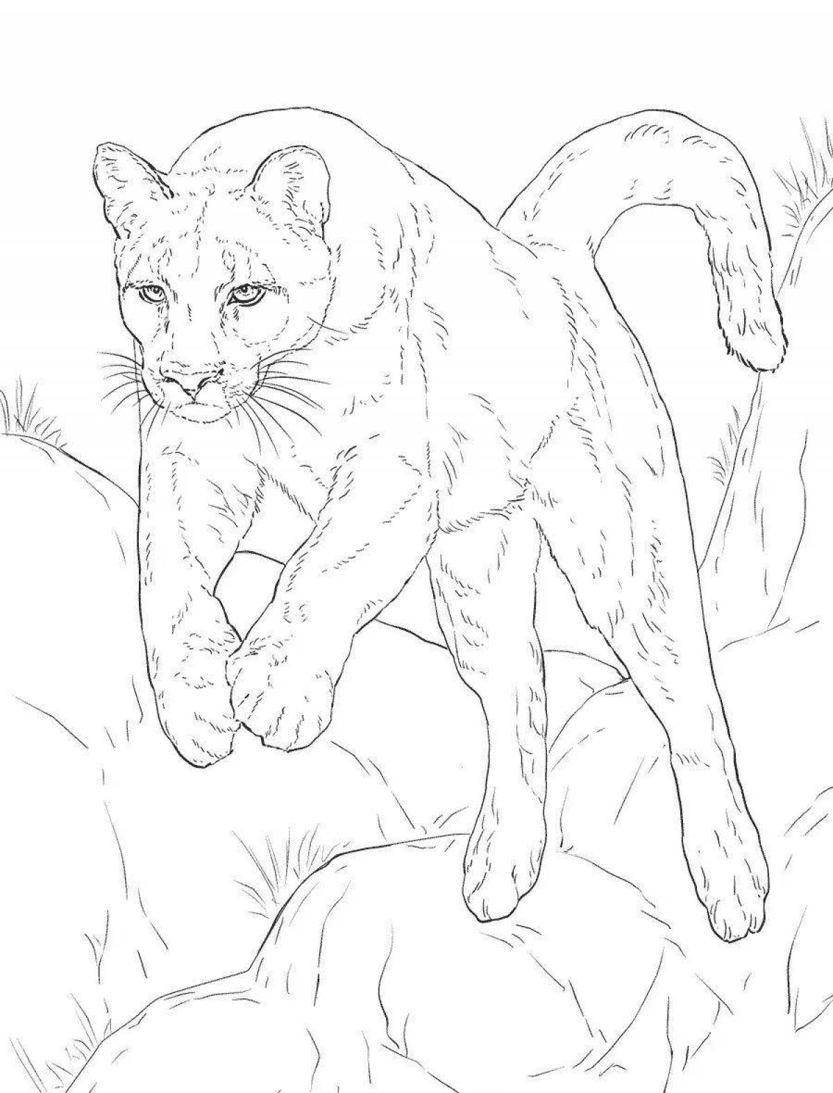 Colorful puma coloring book for kids