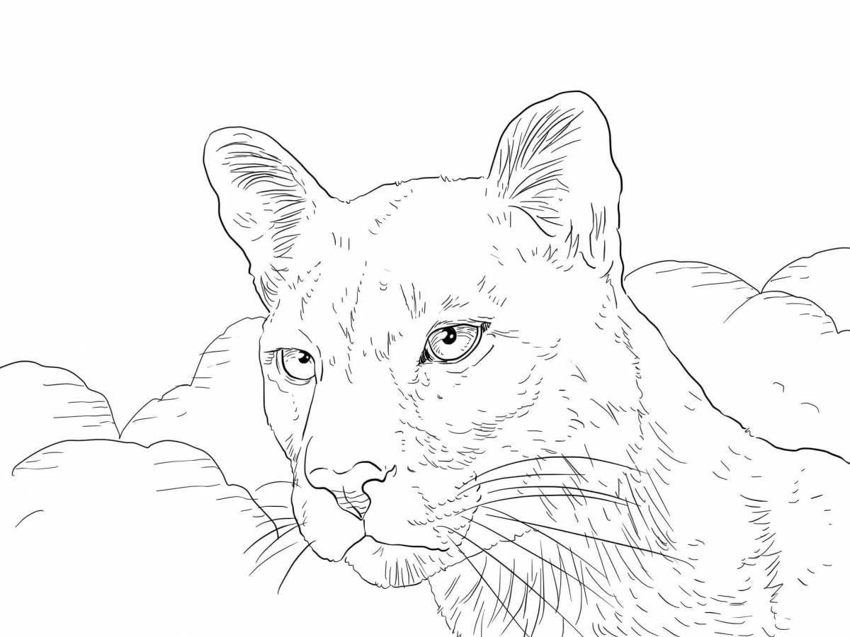 Amazing cougar coloring page for kids