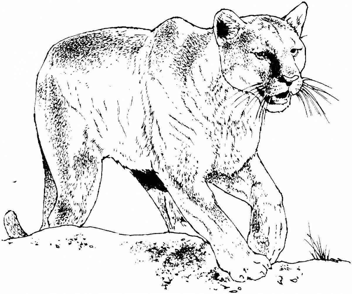 Exquisite puma coloring book for kids