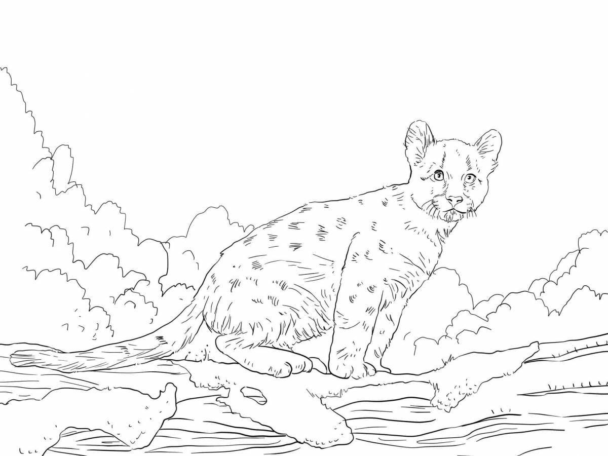 Brilliant cougar coloring pages for kids