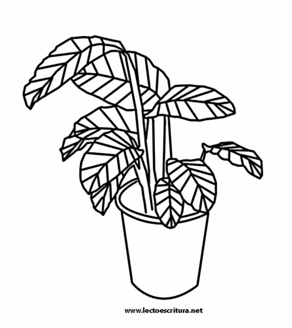 Colorful indoor flowers coloring pages for kids