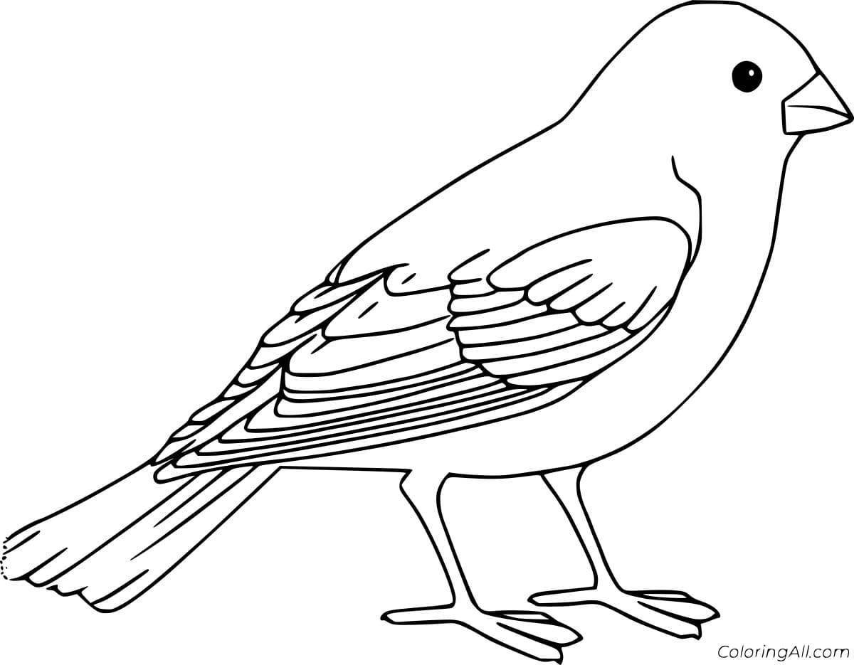 Colorful and charming sparrow coloring book for children 2-3 years old
