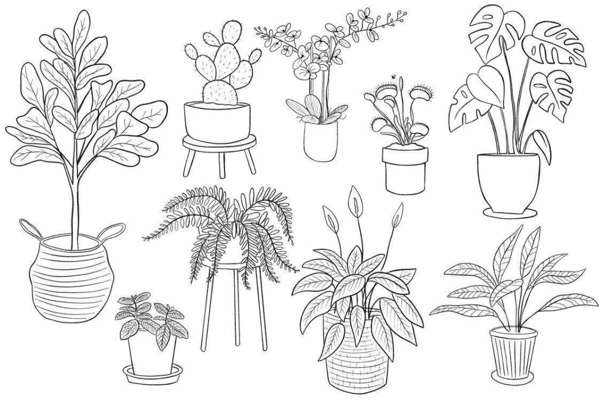 Colored houseplants for children 3-4 years old