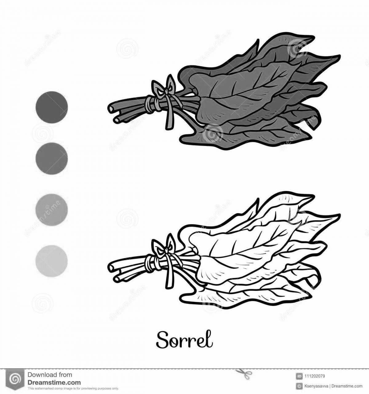 Joyful sorrel coloring for children