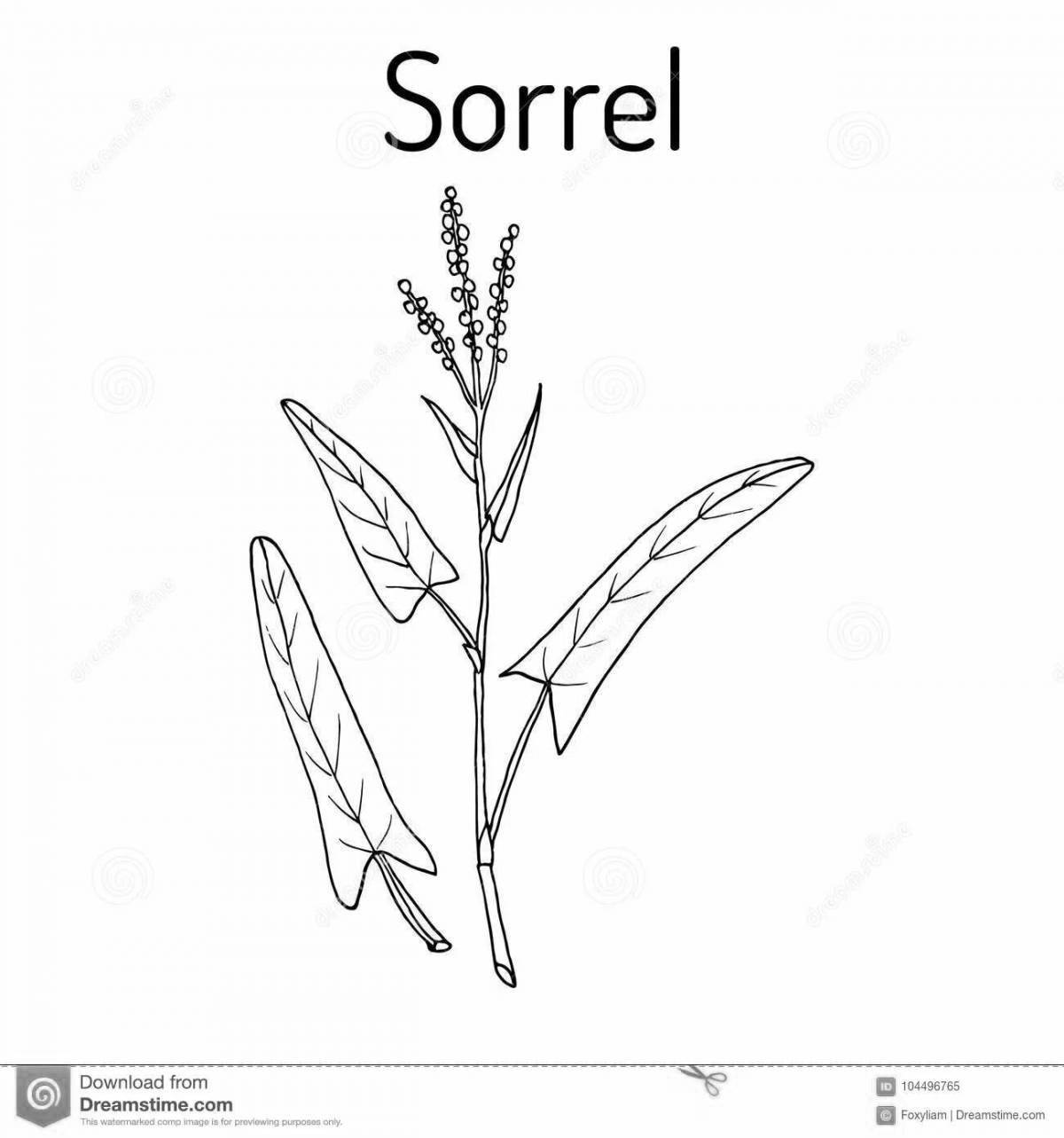 Adorable sorrel coloring page for students