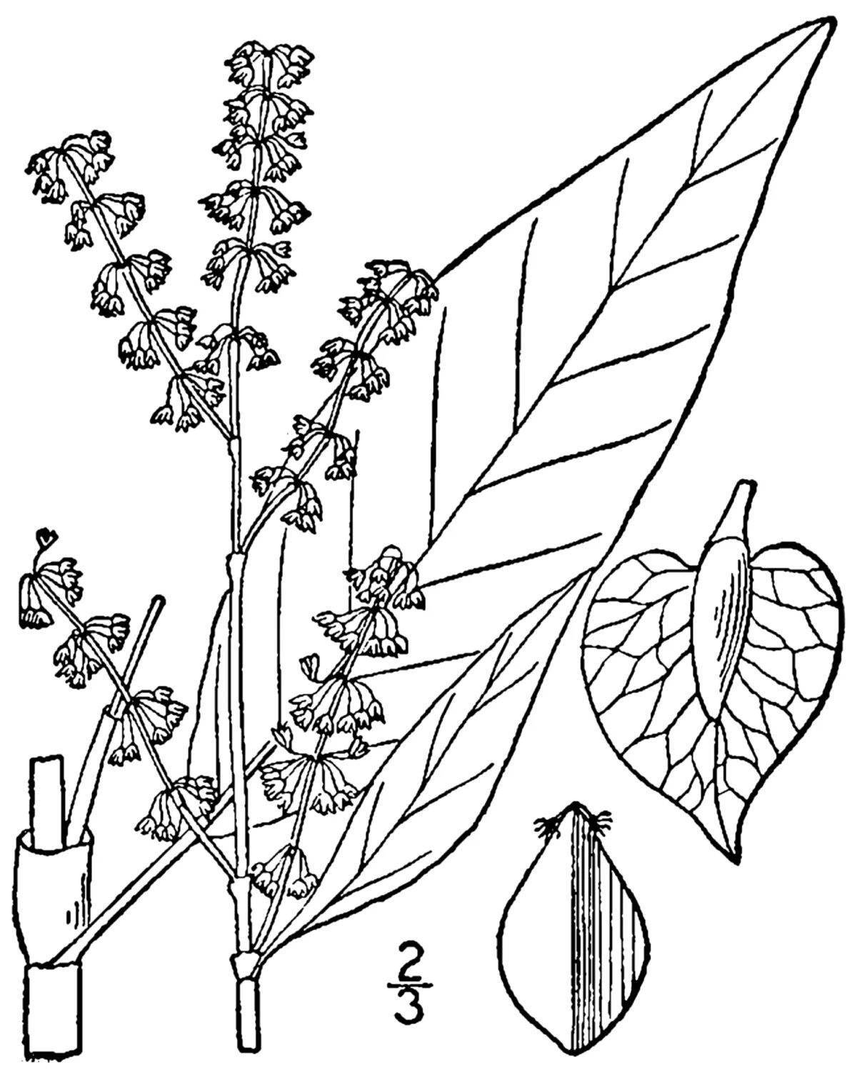 Sorrel coloring page for kids