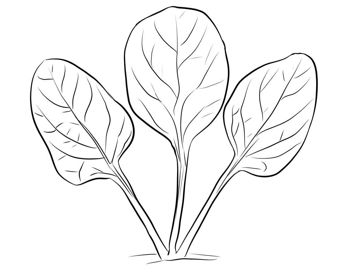 Cute sorrel coloring page for students