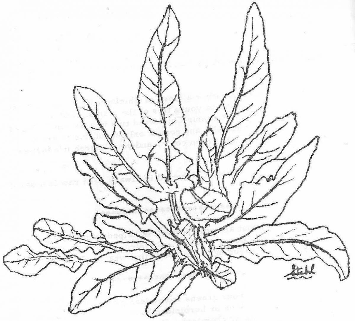 Great sorrel coloring book for beginners