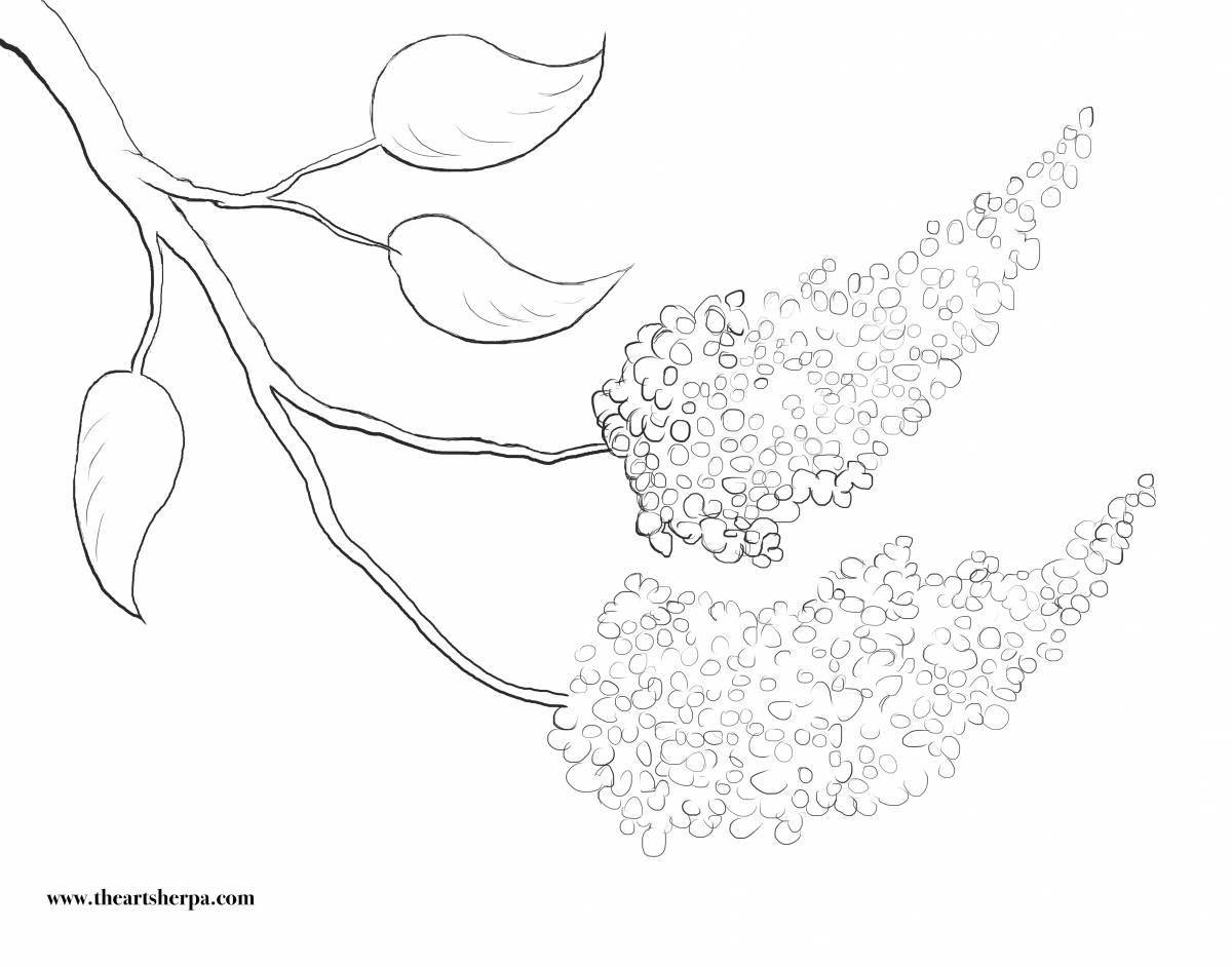 Adorable cherry bird coloring book for beginners