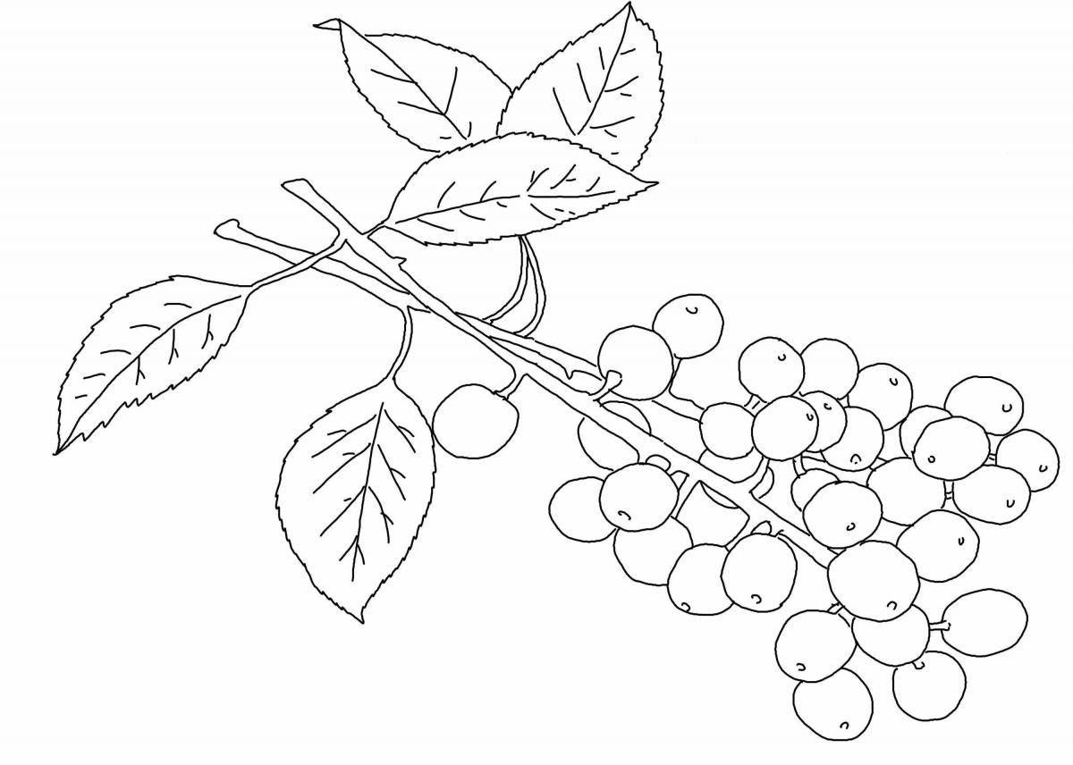 Cute cherry bird coloring book for beginners