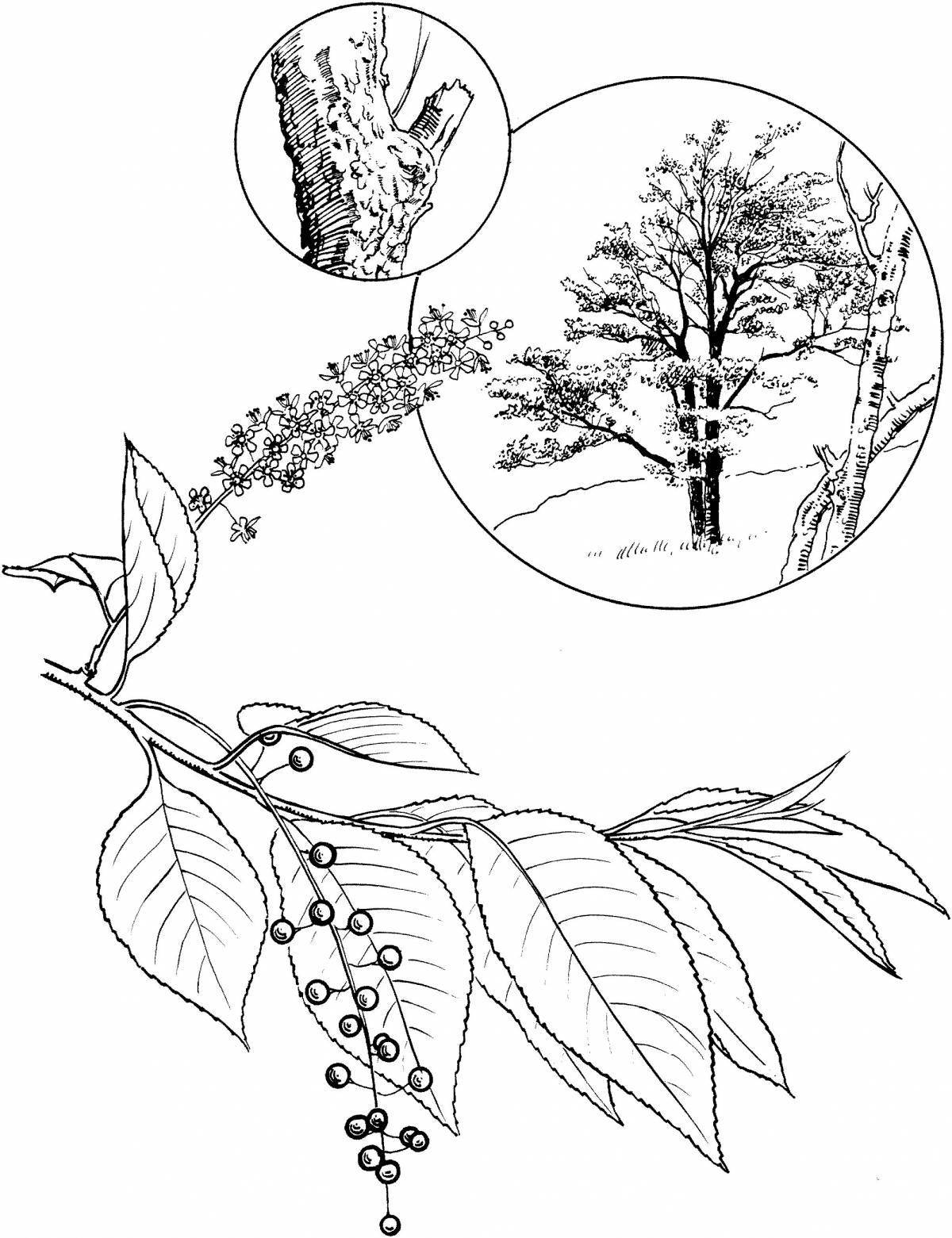 Shiny cherry bird coloring pages for students