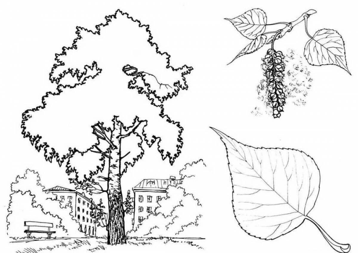 Gorgeous birch coloring book for kids