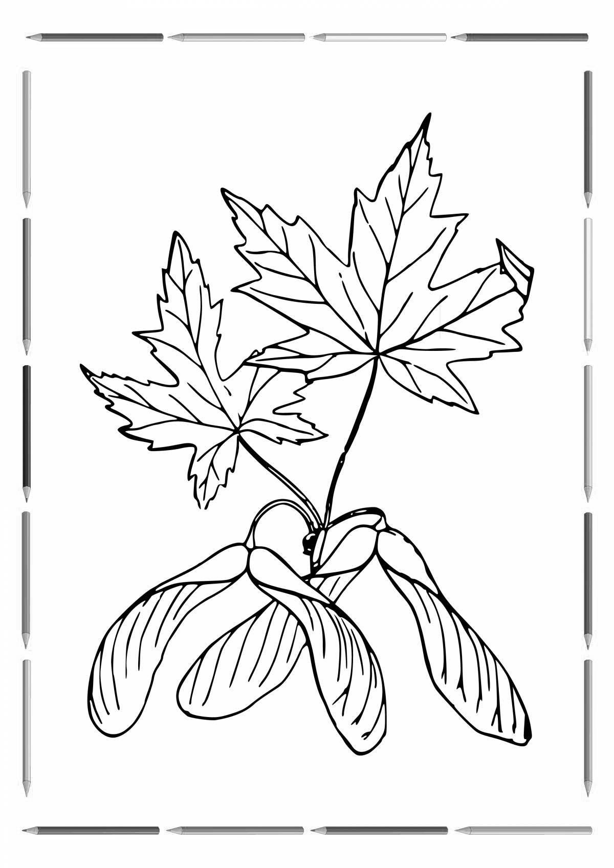 Merry maple coloring book for kids