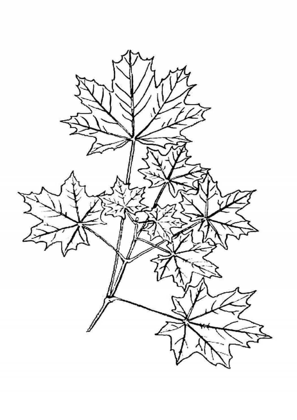 Fun maple coloring book for kids